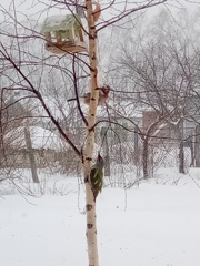 День зимующих птиц России.