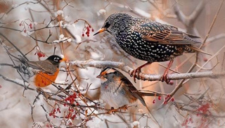 15 января отмечается Всероссийский день зимующих птиц