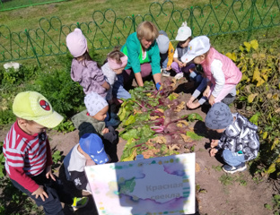 Уборка урожая моркови и свёклы в Агролаборатории