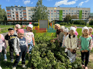 Огородные истории