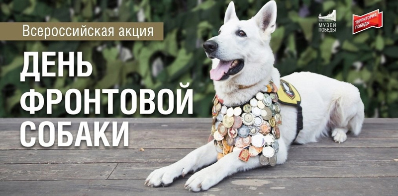 "ДЕНЬ ФРОНТОВОЙ СОБАКИ"!** 🐾