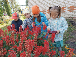 Сбор семян цветов