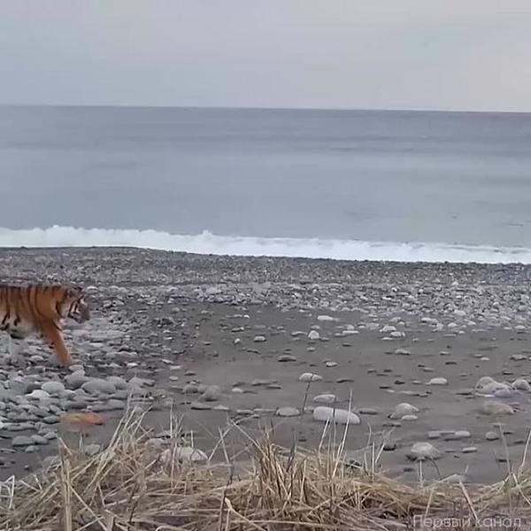 🐅 Численность амурских тигров в России уверенно растёт: за последнее десятилетие их популяция увеличилась на 50% и достигла 750 особей.