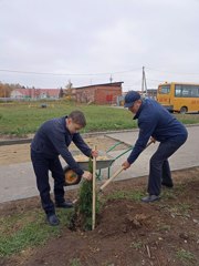 Посади дерево и сохрани его