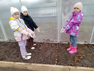 Сегодня «Юные мичуринцы» нашего детского сада посадили лук под зиму в теплице