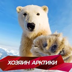 27 февраля отмечается Международный день полярного медведя