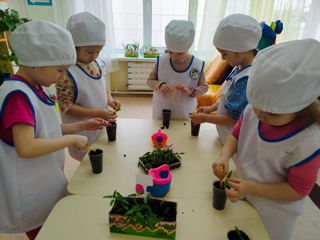Пикировка рассады.