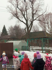 Экскурсия в поисках гнездования грачей