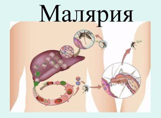 Малярия и меры профилактики.
