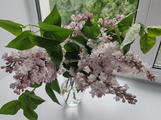 Сиреневая "роща"