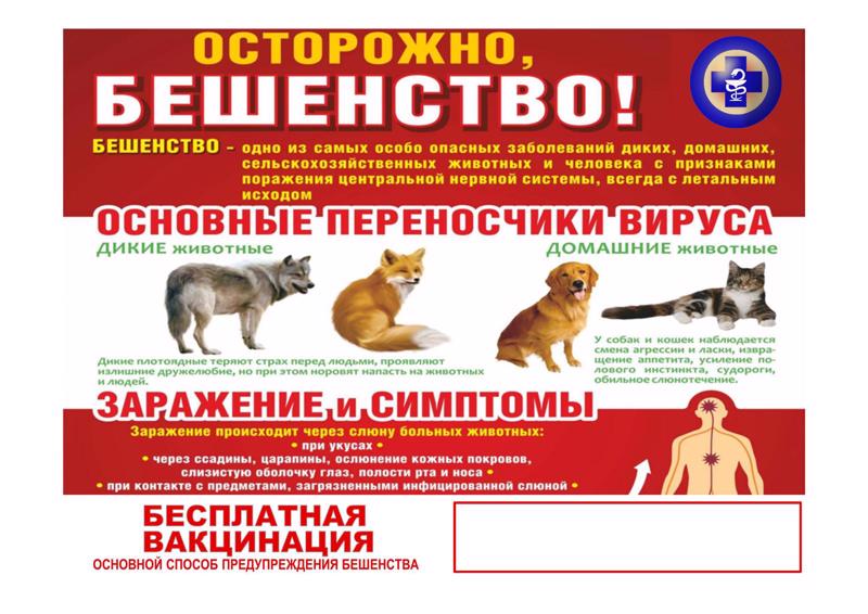 Бешенство и меры профилактики