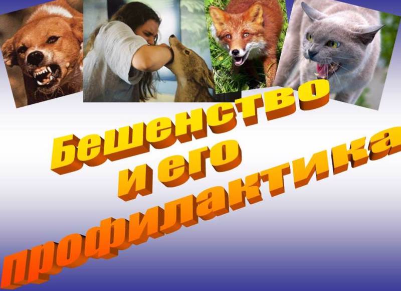 Бешенство и меры профилактики