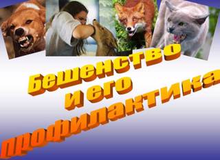 Бешенство и меры профилактики