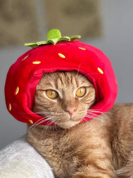 8 августа - всемирный день кошек...