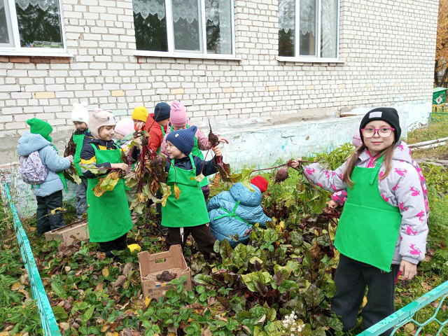 Сбор урожая на опытном участке детского сада