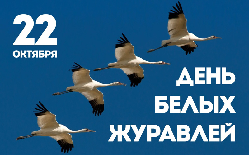 22 октября - День белых журавлей.