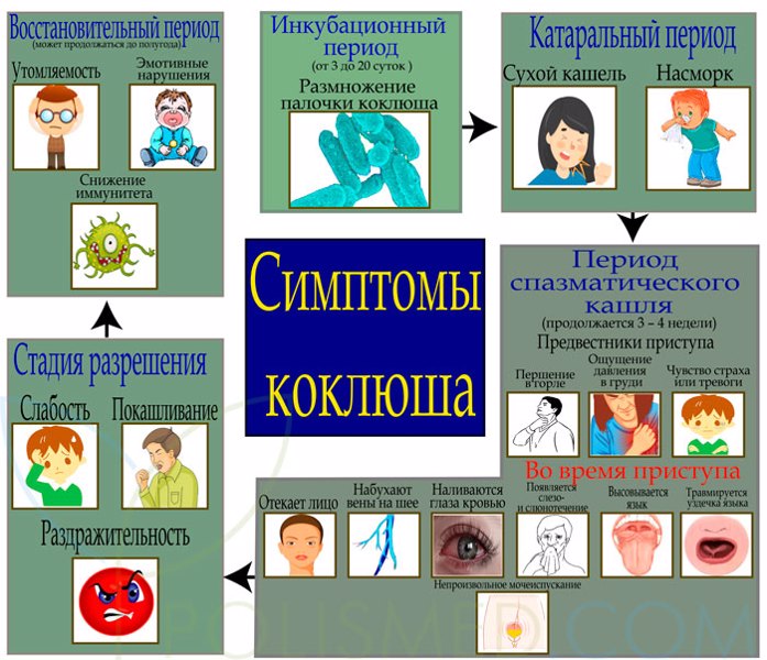 Коклюш. Эпидемиологическая ситуация и меры профилактики.