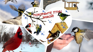 Итоги муниципального детского экологического конкурса «Покорми птиц зимой – они послужат тебе весной»