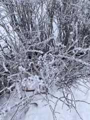 Зимушка-зима деревья украсила