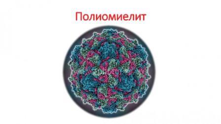Полиомиелит и его профилактика