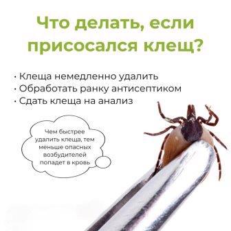 Что делать, если присосался клещ?