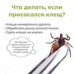 Что делать, если присосался клещ?