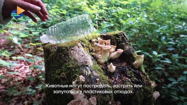 🌳 Представьте, что вокруг вас — двор, парк рядом с домом, лес или речка, куда вы любите ходить с друзьями