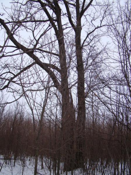 🌳 ЧТСГХ, поднажмём! Наш «Дуб-Киреметь» должен стать Деревом года! 🌳
