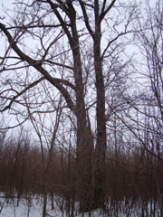 🌳 ЧТСГХ, поднажмём! Наш «Дуб-Киреметь» должен стать Деревом года! 🌳