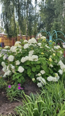 🌱ДЕТСКИЙ САД - ЦВЕТУЩИЙ САД🌱