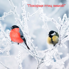 «Покорми птиц зимой!»